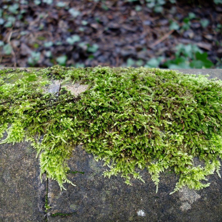 moss
