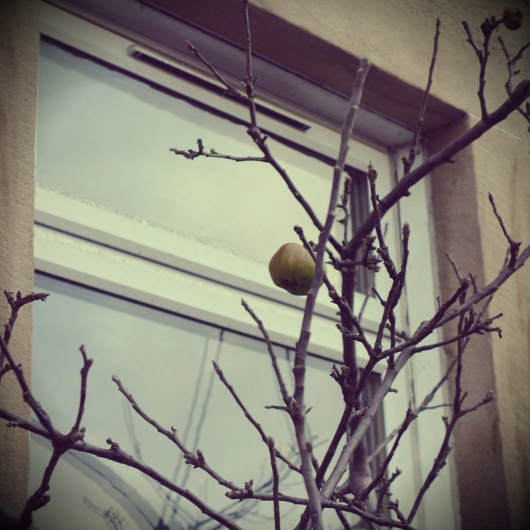 urban apple tree