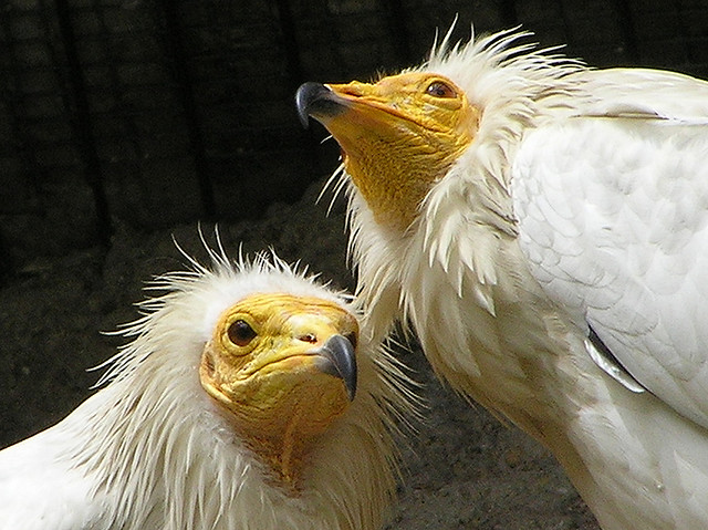 photo by BelgianChocolate on Flickr https://creativecommons.org/licenses/by/2.0/