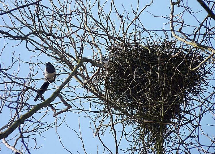 800px-Magpies_near_their_nest_J1